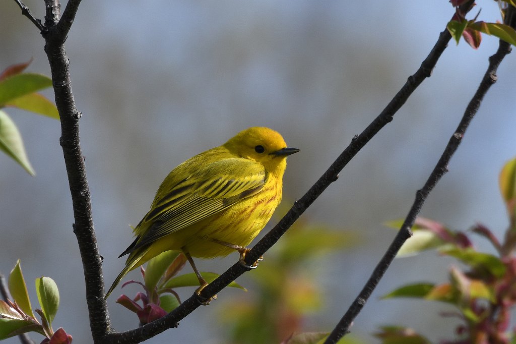 Warbler, Yellow, 2018-05072010 Parker River NWR, MA.JPG - Uellow Warbler. Parker River National Wildlife Refuge, MA, 5-7-2018